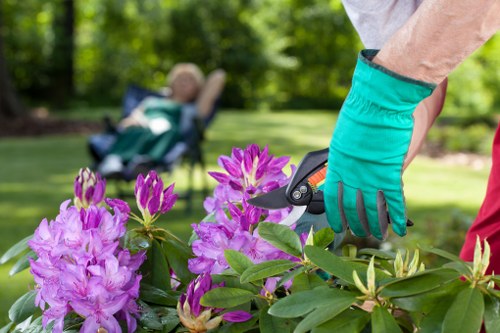 A close-up view of a gardener's hand wearing a teal gardening glove, pruning vibrant pink and purple rhododendron flowers in a well-maintained front garden. The background features a lush, green lawn with a neatly trimmed hedge, mature trees providing shade, and a paved pathway leading through the outdoor space. In the distance, a person sits on a garden chair, relaxing amidst the greenery, with soft natural light illuminating the scene on a bright, sunny day. The garden area shows a combination of flowering plants, dense foliage, and tidy borders, indicative of professional gardening services that maintain a lush, attractive outdoor environment in a residential area, possibly in Knightsbridge or nearby London postcodes, with local landscaping elements subtly reinforced.