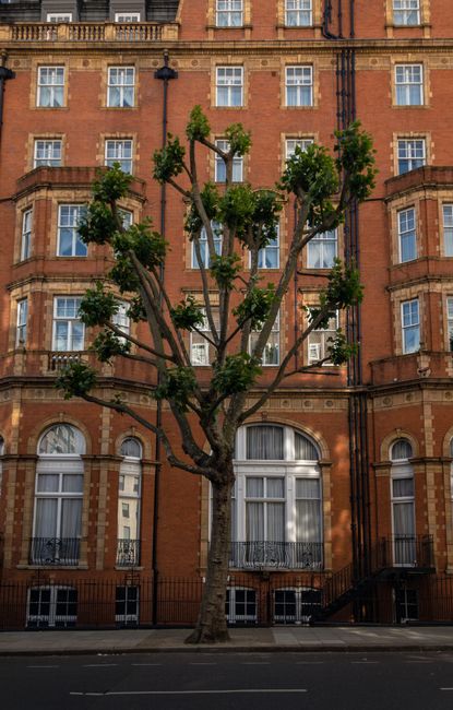 A tall, deciduous tree with a sturdy trunk and numerous branches extends upward alongside a historic red-brick building in Knightsbridge. The tree has been pruned to maintain a structured shape, with